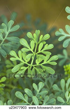Variegated Mexican Mint View Large Photo Image Stock Image - Variegated Mexican Mint. Fotosearch