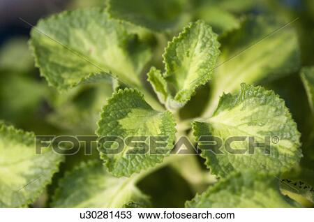 Variegated Mexican Mint View Large Photo Image Stock Image - Variegated Mexican Mint. Fotosearch