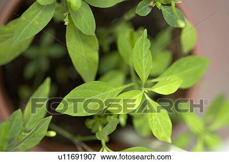 Stock Photo - White Crane Flower. Fotosearch