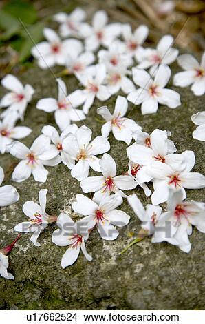 Picture - Taiwan, Miaoli County, Gong-Gwan, Tung Blossom, Paulownia, Tung Flower. Fotosearch