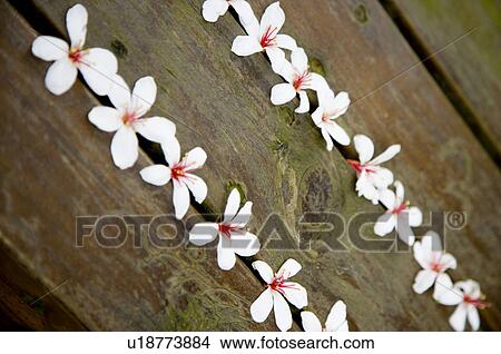 Picture - Taiwan, Miaoli County, Gong-Gwan, Tung Blossom, Paulownia, Tung Flower. Fotosearch