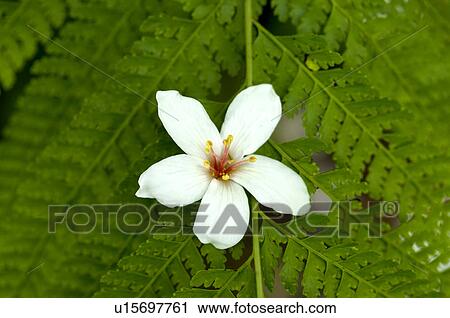 Taiwan, Miaoli County, Gong-Gwan, Tung Blossom, Paulownia, Tung Flower View Large Photo Image Stock Image - Taiwan, Miaoli County, Gong-Gwan, Tung Blossom, Paulownia, Tung Flower. Fotosearch
