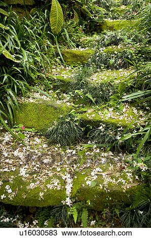 Stock Image - Taiwan, Miaoli County, Gong-Gwan, Tung Blossom, Paulownia, Tung Flower. Fotosearch