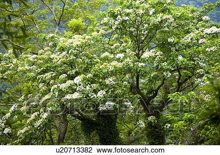 Taiwan, Miaoli County, Gong-Gwan, Tung Blossom, Paulownia, Tung Flower View Large Photo Image Stock Image - Taiwan, Miaoli County, Gong-Gwan, Tung Blossom, Paulownia, Tung Flower. Fotosearch