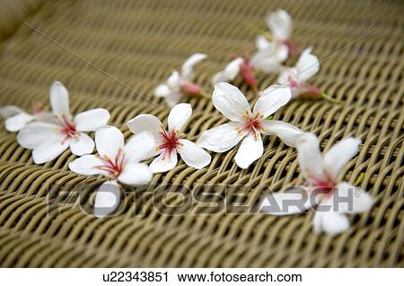 Stock Image - Taiwan, Miaoli County, Gong-Gwan, Tung Blossom, Paulownia, Tung Flower. Fotosearch