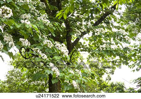 Stock Image - Taiwan, Miaoli County, Gong-Gwan, Tung Blossom, Paulownia, Tung Flower. Fotosearch