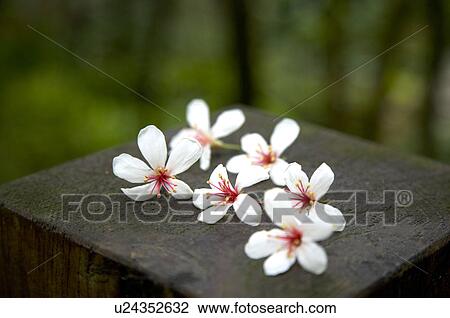 Stock Image - Taiwan, Miaoli County, Gong-Gwan, Tung Blossom, Paulownia, Tung Flower. Fotosearch