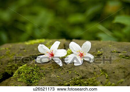 Taiwan, Miaoli County, Gong-Gwan, Tung Blossom, Paulownia, Tung Flower View Large Photo Image Stock Image - Taiwan, Miaoli County, Gong-Gwan, Tung Blossom, Paulownia, Tung Flower. Fotosearch