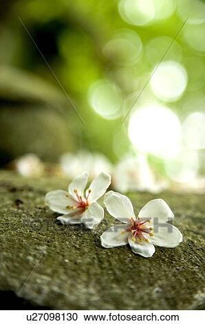 Taiwan, Miaoli County, Gong-Gwan, Tung Blossom, Paulownia, Tung Flower View Large Photo Image Stock Image - Taiwan, Miaoli County, Gong-Gwan, Tung Blossom, Paulownia, Tung Flower. Fotosearch