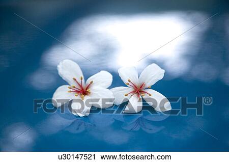 Taiwan, Miaoli County, Gong-Gwan, Tung Blossom, Paulownia, Tung Flower View Large Photo Image Stock Image - Taiwan, Miaoli County, Gong-Gwan, Tung Blossom, Paulownia, Tung Flower. Fotosearch