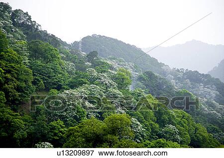 Taiwan, Miaoli County, Gong-Gwan, Tung Blossom, Paulownia, Tung Flower View Large Photo Image Stock Photo - Taiwan, Miaoli County, Gong-Gwan, Tung Blossom, Paulownia, Tung Flower. Fotosearch
