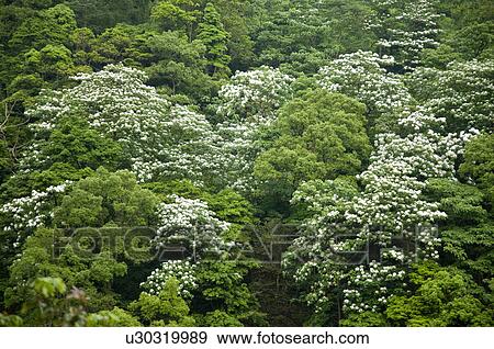 Taiwan, Miaoli County, Gong-Gwan, Tung Blossom, Paulownia, Tung Flower View Large Photo Image Stock Photo - Taiwan, Miaoli County, Gong-Gwan, Tung Blossom, Paulownia, Tung Flower. Fotosearch