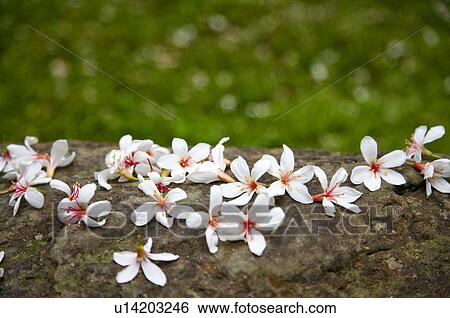Stock Photograph - Taiwan, Miaoli County, Gong-Gwan, Tung Blossom, Paulownia, Tung Flower. Fotosearch