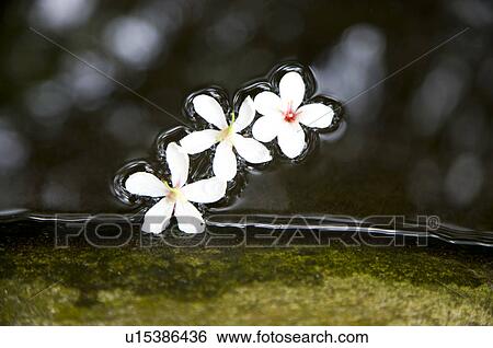 Stock Photograph - Taiwan, Miaoli County, Gong-Gwan, Tung Blossom, Paulownia, Tung Flower. Fotosearch