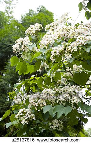 Stock Photograph - Taiwan, Miaoli County, Gong-Gwan, Tung Blossom, Paulownia, Tung Flower. Fotosearch