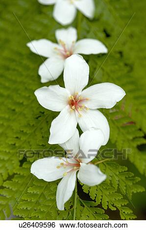 Taiwan, Miaoli County, Gong-Gwan, Tung Blossom, Paulownia, Tung Flower View Large Photo Image Stock Photograph - Taiwan, Miaoli County, Gong-Gwan, Tung Blossom, Paulownia, Tung Flower. Fotosearch
