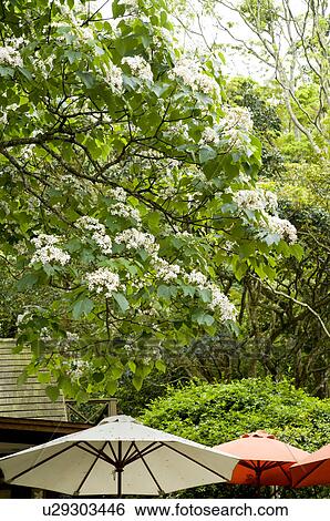 Stock Photograph - Taiwan, Miaoli County, Gong-Gwan, Tung Blossom, Paulownia, Tung Flower. Fotosearch
