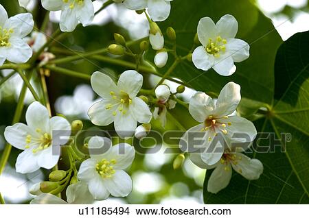 Picture - Taiwan, Miaoli County, Touwu Township, Tung Blossom, Paulownia, Tung Flower. Fotosearch