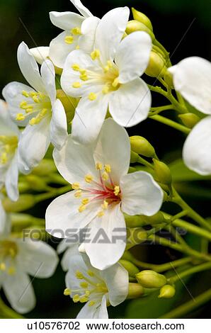 Stock Image - Taiwan, Miaoli County, Touwu Township, Tung Blossom, Paulownia, Tung Flower. Fotosearch