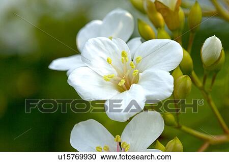 Stock Image - Taiwan, Miaoli County, Touwu Township, Tung Blossom, Paulownia, Tung Flower. Fotosearch