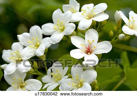 Stock Image - Taiwan, Miaoli County, Touwu Township, Tung Blossom, Paulownia, Tung Flower. Fotosearch
