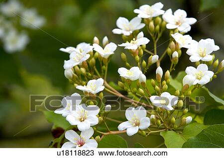 Taiwan, Miaoli County, Touwu Township, Tung Blossom, Paulownia, Tung Flower View Large Photo Image Stock Image - Taiwan, Miaoli County, Touwu Township, Tung Blossom, Paulownia, Tung Flower. Fotosearch