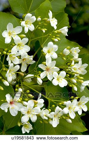 Stock Image - Taiwan, Miaoli County, Touwu Township, Tung Blossom, Paulownia, Tung Flower. Fotosearch