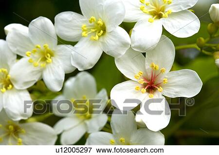 Taiwan, Miaoli County, Touwu Township, Tung Blossom, Paulownia, Tung Flower View Large Photo Image Stock Photo - Taiwan, Miaoli County, Touwu Township, Tung Blossom, Paulownia, Tung Flower. Fotosearch