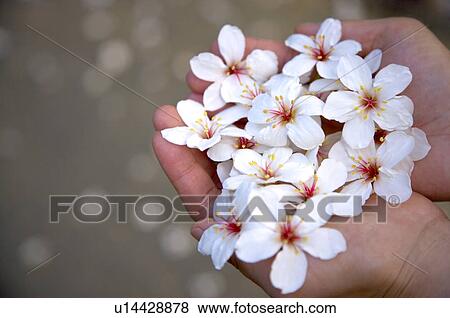 Taiwan, Miaoli County, Touwu Township, Tung Blossom, Paulownia, Tung Flower View Large Photo Image Stock Photo - Taiwan, Miaoli County, Touwu Township, Tung Blossom, Paulownia, Tung Flower. Fotosearch