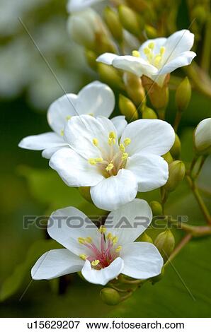 Taiwan, Miaoli County, Touwu Township, Tung Blossom, Paulownia, Tung Flower View Large Photo Image Stock Photo - Taiwan, Miaoli County, Touwu Township, Tung Blossom, Paulownia, Tung Flower. Fotosearch