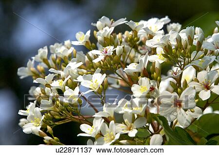 Taiwan, Miaoli County, Touwu Township, Tung Blossom, Paulownia, Tung Flower View Large Photo Image Stock Photo - Taiwan, Miaoli County, Touwu Township, Tung Blossom, Paulownia, Tung Flower. Fotosearch