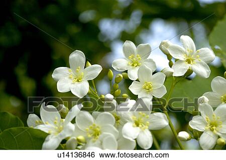 Stock Photograph - Taiwan, Miaoli County, Touwu Township, Tung Blossom, Paulownia, Tung Flower. Fotosearch