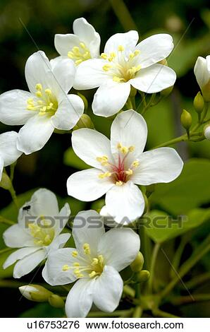 Stock Photograph - Taiwan, Miaoli County, Touwu Township, Tung Blossom, Paulownia, Tung Flower. Fotosearch