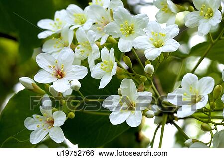Stock Photograph - Taiwan, Miaoli County, Touwu Township, Tung Blossom, Paulownia, Tung Flower. Fotosearch