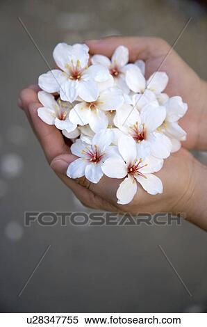 Stock Photography - Taiwan, Miaoli County, Touwu Township, Paulownia in hand. Fotosearch