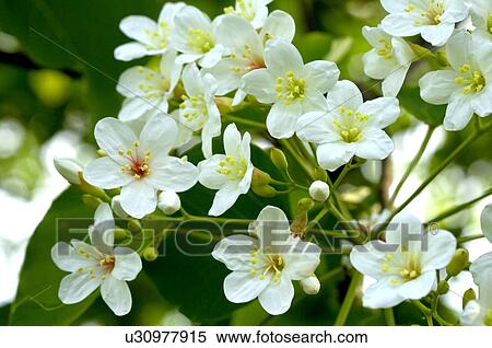 Taiwan, Miaoli County, Touwu Township, Tung Blossom, Paulownia, Tung Flower View Large Photo Image Stock Photography - Taiwan, Miaoli County, Touwu Township, Tung Blossom, Paulownia, Tung Flower. Fotosearch