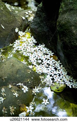 Taiwan, Taoyuan County, Longtan Township, Xiao Tzukeng Historical Trail, Tung Blossom, Paulownia, Tung Flower View Large Photo Image Picture - Taiwan, Taoyuan County, Longtan Township, Xiao Tzukeng Historical Trail, Tung Blossom, Paulownia, Tung Flower. Fotosearch