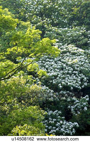 Taiwan, Taoyuan County, Longtan Township, Xiao Tzukeng Historical Trail, Tung Blossom, Paulownia, Tung Flower View Large Photo Image Stock Image - Taiwan, Taoyuan County, Longtan Township, Xiao Tzukeng Historical Trail, Tung Blossom, Paulownia, Tung Flower. Fotosearch