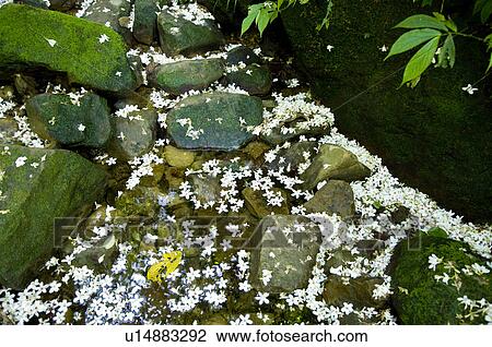Taiwan, Taoyuan County, Longtan Township, Xiao Tzukeng Historical Trail, Tung Blossom, Paulownia, Tung Flower View Large Photo Image Stock Image - Taiwan, Taoyuan County, Longtan Township, Xiao Tzukeng Historical Trail, Tung Blossom, Paulownia, Tung Flower. Fotosearch