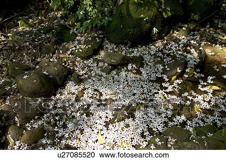 Taiwan, Taoyuan County, Longtan Township, Xiao Tzukeng Historical Trail, Tung Blossom, Paulownia, Tung Flower View Large Photo Image Stock Image - Taiwan, Taoyuan County, Longtan Township, Xiao Tzukeng Historical Trail, Tung Blossom, Paulownia, Tung Flower. Fotosearch