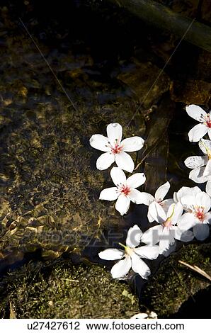 Taiwan, Taoyuan County, Longtan Township, Xiao Tzukeng Historical Trail, Tung Blossom, Paulownia, Tung Flower View Large Photo Image Stock Image - Taiwan, Taoyuan County, Longtan Township, Xiao Tzukeng Historical Trail, Tung Blossom, Paulownia, Tung Flower. Fotosearch