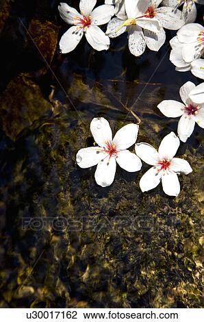 Taiwan, Taoyuan County, Longtan Township, Xiao Tzukeng Historical Trail, Tung Blossom, Paulownia, Tung Flower View Large Photo Image Stock Image - Taiwan, Taoyuan County, Longtan Township, Xiao Tzukeng Historical Trail, Tung Blossom, Paulownia, Tung Flower. Fotosearch