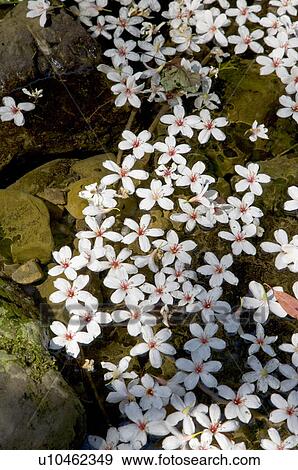 Stock Photo - Taiwan, Taoyuan County, Longtan Township, Xiao Tzukeng Historical Trail, Tung Blossom, Paulownia, Tung Flower. Fotosearch