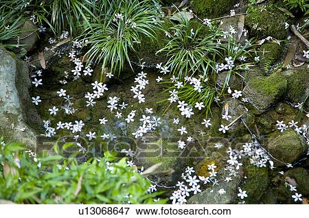 Stock Photo - Taiwan, Taoyuan County, Longtan Township, Xiao Tzukeng Historical Trail, Tung Blossom, Paulownia, Tung Flower. Fotosearch