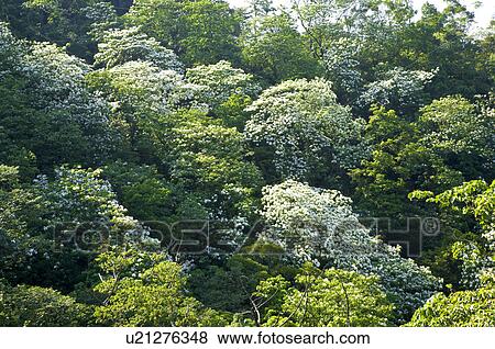 Stock Photo - Taiwan, Taoyuan County, Longtan Township, Xiao Tzukeng Historical Trail, Tung Blossom, Paulownia, Tung Flower. Fotosearch