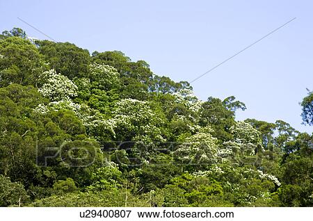 Taiwan, Taoyuan County, Longtan Township, Xiao Tzukeng Historical Trail, Tung Blossom, Paulownia, Tung Flower View Large Photo Image Stock Photo - Taiwan, Taoyuan County, Longtan Township, Xiao Tzukeng Historical Trail, Tung Blossom, Paulownia, Tung Flower. Fotosearch