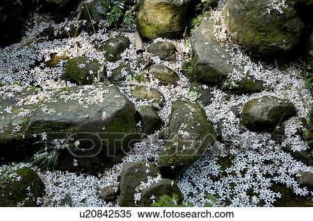 Stock Photography - Taiwan, Taoyuan County, Longtan Township, Xiao Tzukeng Historical Trail, Tung Blossom, Paulownia, Tung Flower. Fotosearch