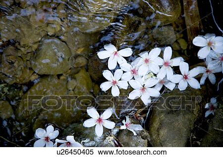 Stock Photography - Taiwan, Taoyuan County, Longtan Township, Xiao Tzukeng Historical Trail, Tung Blossom, Paulownia, Tung Flower. Fotosearch