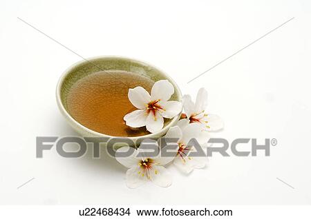 Tung Blossom, Paulownia, Tung Flower View Large Photo Image Picture - Tung Blossom, Paulownia, Tung Flower. Fotosearch