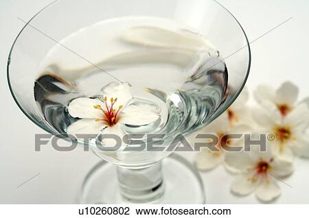 Stock Image - Tung Blossom, Paulownia, Tung Flower. Fotosearch